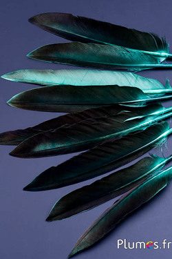 Oca lama - 12-18 cm - giada-caffè